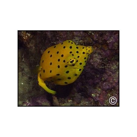 Ostracion cubicus