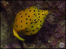 Ostracion cubicus