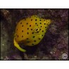 Ostracion cubicus
