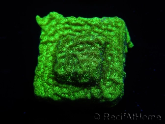 WYSIWYG- WWC Disco BALL Leptoseris 3G8