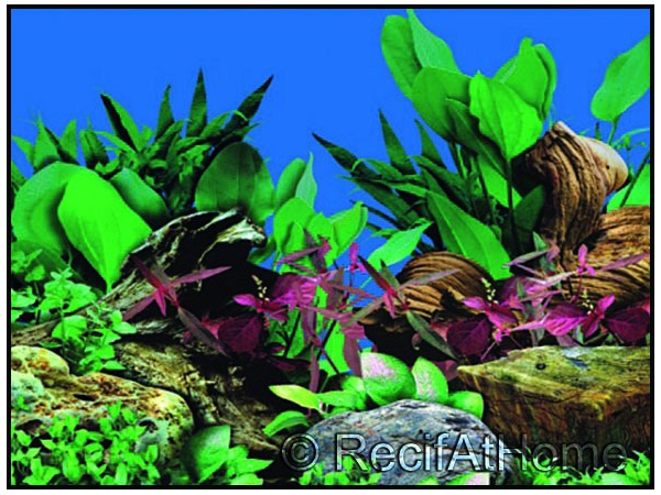 Poster Nature eau douce 50x15cm