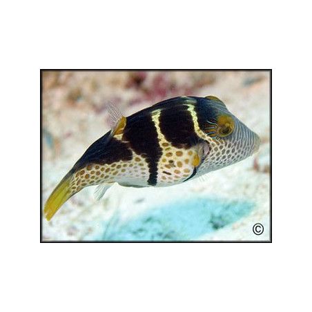 Canthigaster valentini