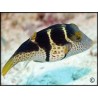 Canthigaster valentini