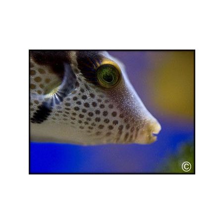 Canthigaster valentini