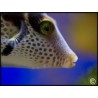 Canthigaster valentini