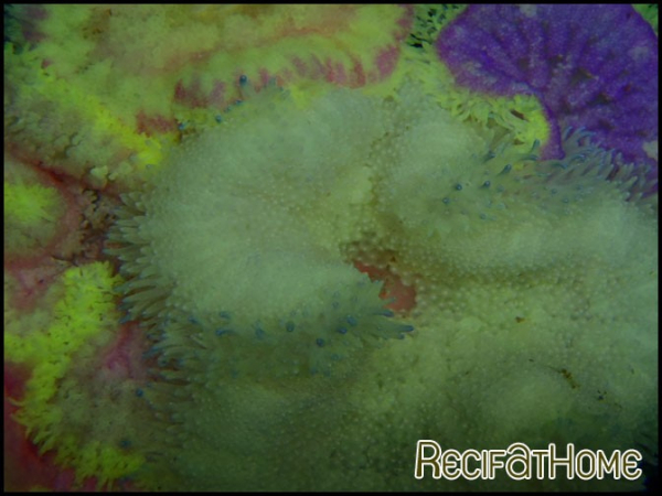 Stichodactyla tapetum