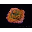 WYSIWYG RAH Montipora Phoenix evolution 11E4