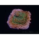 WYSIWYG RAH Montipora Phoenix evolution 11E4