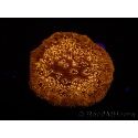 WYSIWYG Pavona maldivensis Green/Orange 3D9