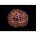 WYSIWYG Pavona maldivensis Green/Orange 3D9