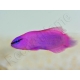 Pseudochromis fridmani  Ultra Elevage France ACDP