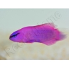 Pseudochromis fridmani  Ultra Elevage France ACDP 3-4 cm