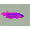 Pseudochromis fridmani  Ultra Elevage France MERS 
