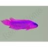 Pseudochromis fridmani  Ultra Elevage France MERS 