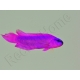 Harem de 4 Pseudochromis fridmani  Ultra Elevage France MERS 
