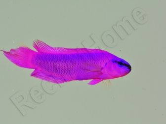 Harem de 4 Pseudochromis fridmani  Ultra Elevage France MERS 