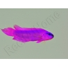 Harem de 4 Pseudochromis fridmani  Ultra Elevage France MERS 