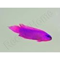 Pseudochromis fridmani  Ultra Elevage France MERS 