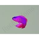 Pseudochromis fridmani  Ultra Elevage France MERS 