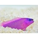 Pseudochromis fridmani  Ultra Elevage PROAQUATIX