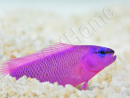 Pseudochromis fridmani  Ultra Elevage PROAQUATIX