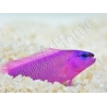 Pseudochromis fridmani  Ultra Elevage PROAQUATIX