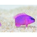 Pseudochromis fridmani  Ultra Elevage PROAQUATIX
