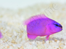 Pseudochromis fridmani  Ultra Elevage PROAQUATIX