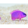 Pseudochromis fridmani  Ultra Elevage PROAQUATIX