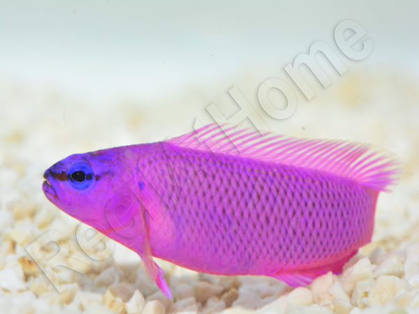 Pseudochromis fridmani  Ultra Elevage PROAQUATIX