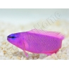 Pseudochromis fridmani  Ultra Elevage PROAQUATIX