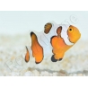 Amphiprion Gladiator Premium  élevage ACDP