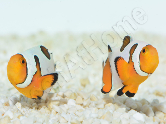 Amphiprion Gladiator Premium  élevage ACDP