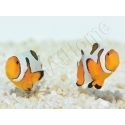 Amphiprion Gladiator Premium  élevage ACDP