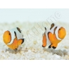 Amphiprion Gladiator Premium  élevage ACDP