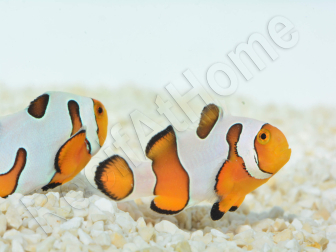Amphiprion Gladiator Premium  élevage ACDP