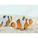 Amphiprion Gladiator Premium  élevage ACDP