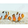 Amphiprion Gladiator Premium  élevage ACDP