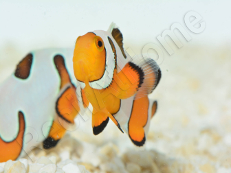 Amphiprion Gladiator Premium  élevage ACDP