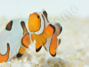 Amphiprion Gladiator Premium  élevage ACDP