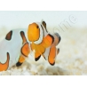 Amphiprion Gladiator Premium  élevage ACDP