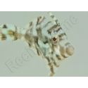Acreichthys tomentosus S ELEVAGE FRANCE ACDP 