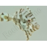 Acreichthys tomentosus S ELEVAGE FRANCE ACDP 