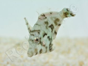 Acreichthys tomentosus S ELEVAGE FRANCE ACDP 