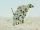 Acreichthys tomentosus S ELEVAGE FRANCE ACDP 
