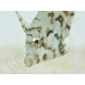 Acreichthys tomentosus S ELEVAGE FRANCE ACDP 