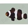 Amphiprion darwini full black Elevage France ACDP