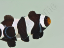 Amphiprion darwini full black Elevage France ACDP