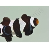 Amphiprion darwini full black Elevage France ACDP