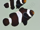 Amphiprion darwini full black Elevage France ACDP